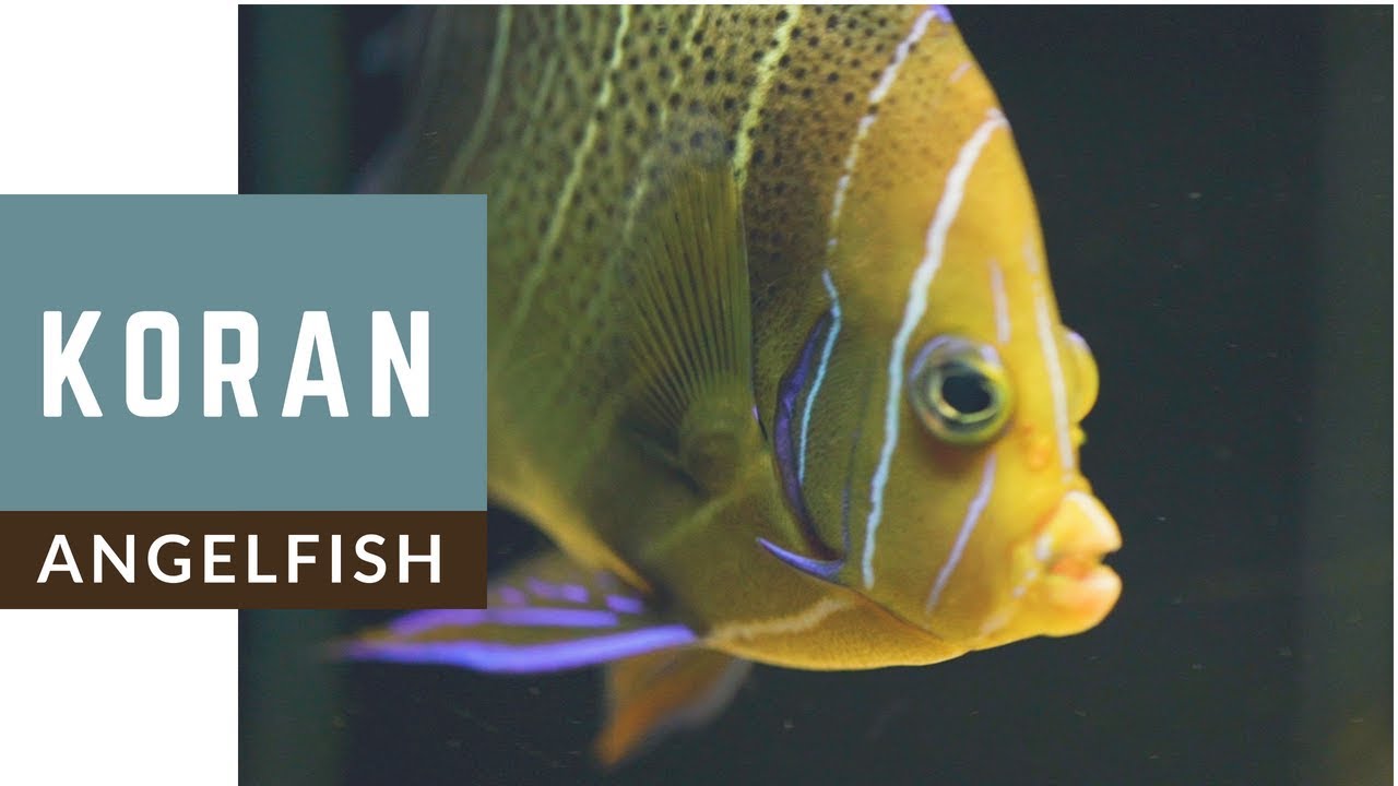 Beautiful Koran Angelfish In Aquarium
