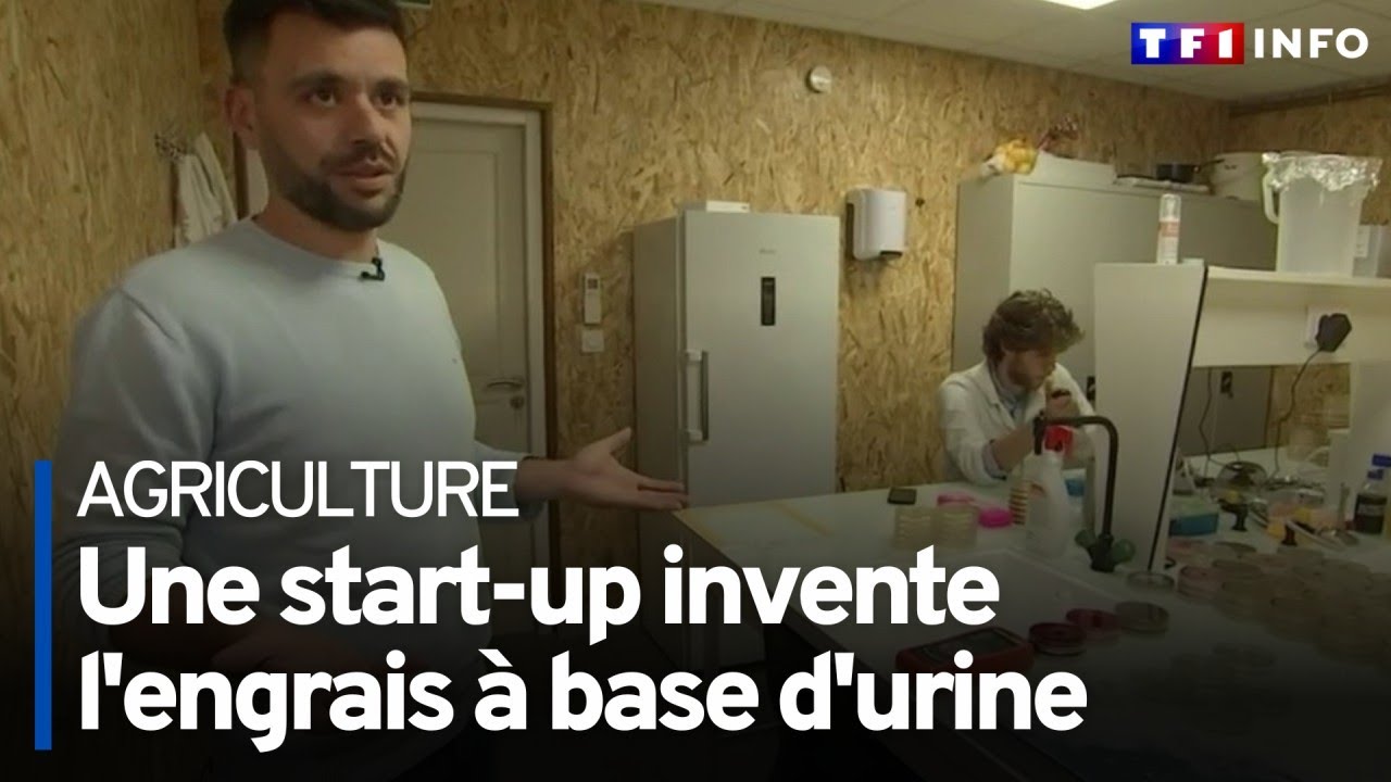 De l'engrais à base... d'urine