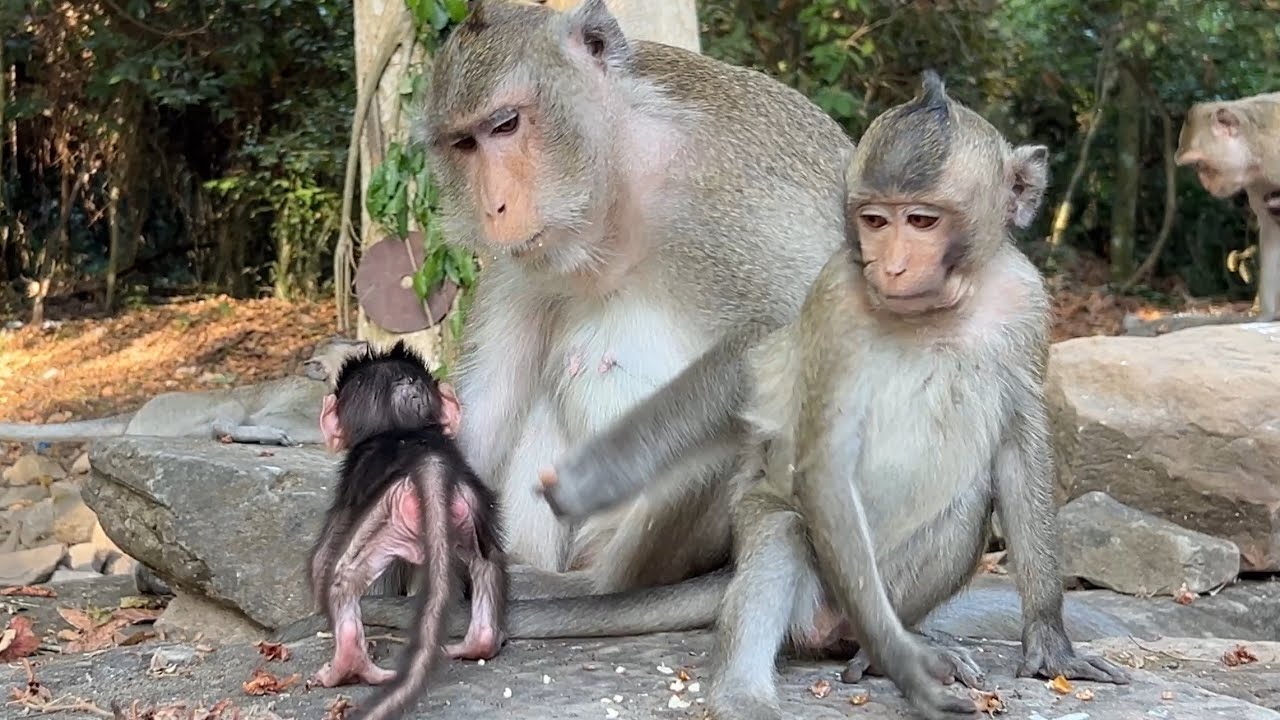 Such a beautiful Family! This is very lovely action of Anna mom Look after babies while earning food