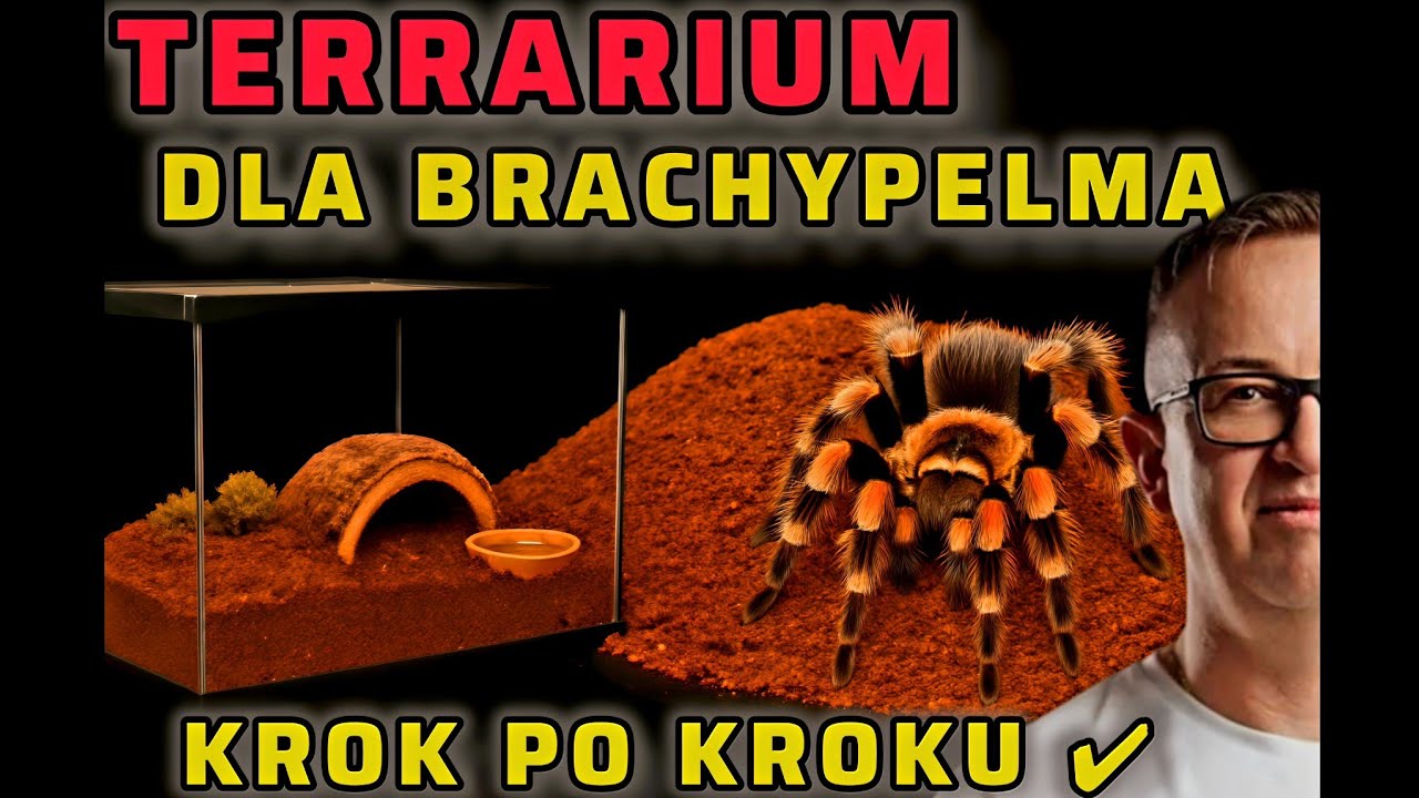 TERRARIUM DLA BRACHYPELMA - KROK PO KROKU! @tollspiders 