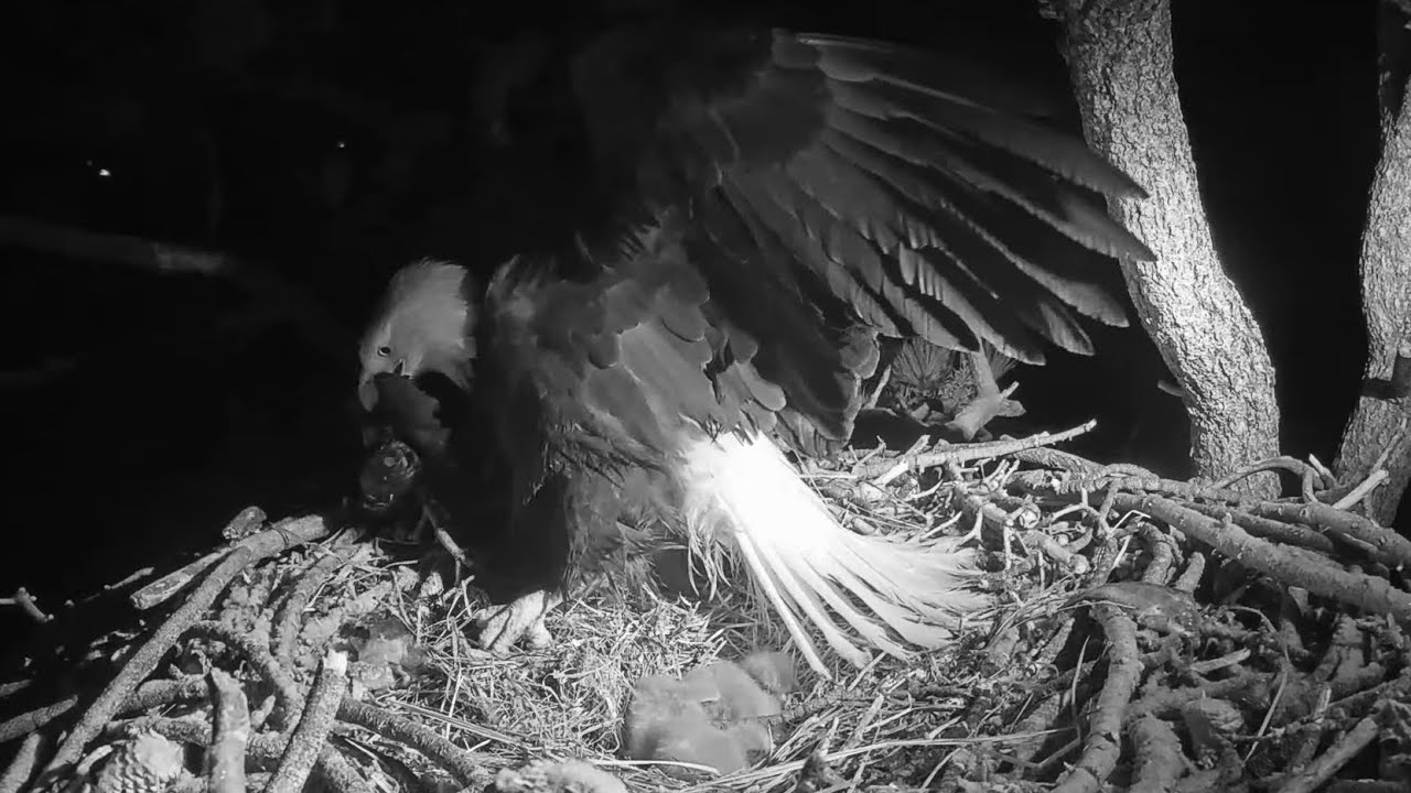 Jackie wing slaps and grabs prey😲 Fiona, please be careful 🐿️🩷❗️Big Bear Eagles / 03:39 / 2025-03-12