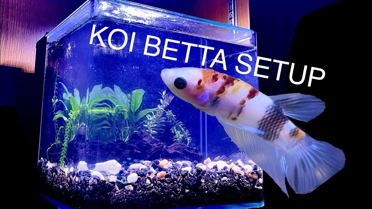 HOW TO SET UP A KOI BETTA TANK!!