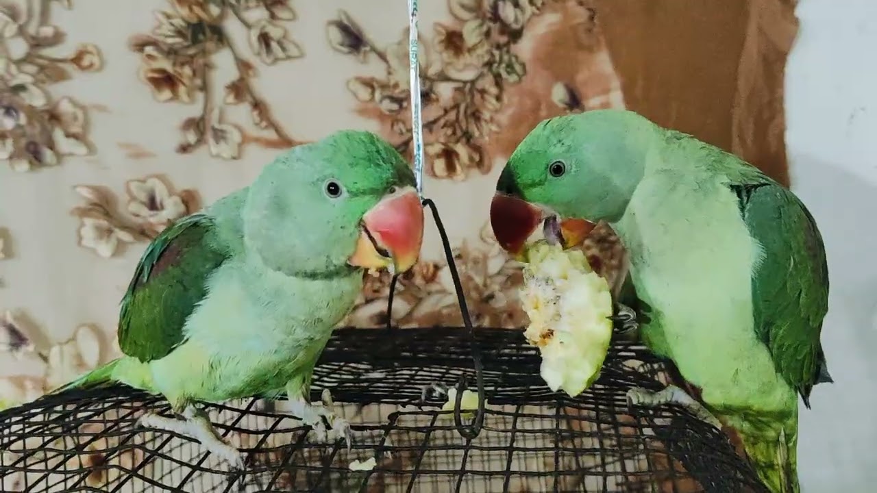 #Parrot🌹🦜🦜# training video #viral🙏🙏🌺🌺🦜🦜🦜🦜🌺🌺🙏🙏