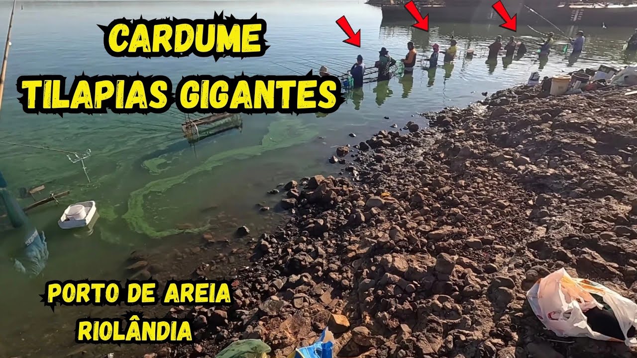 CARDUME ENORME! Tilápias Gigantes em Riolândia – Pescaria Raiz, Era Uma Atrás da Outra!