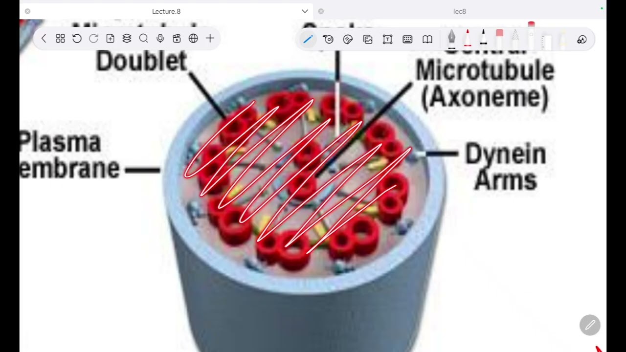 Medical Biology lec.8 :Cilia, flagella and Basal bodies