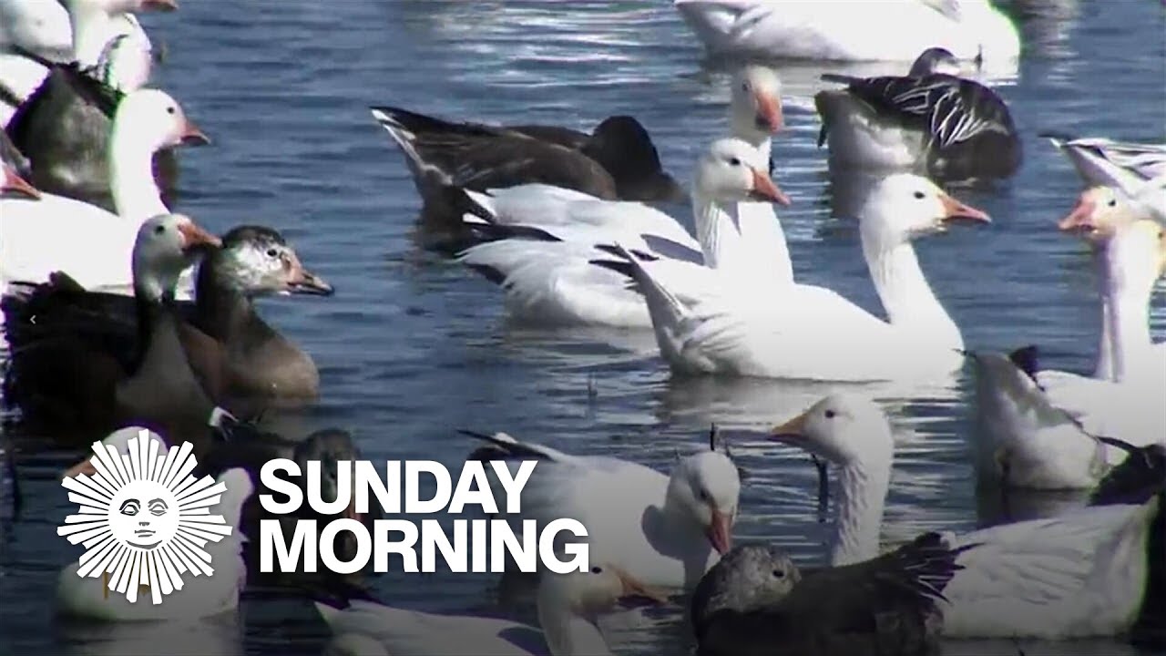 Nature: Snow geese in Missouri