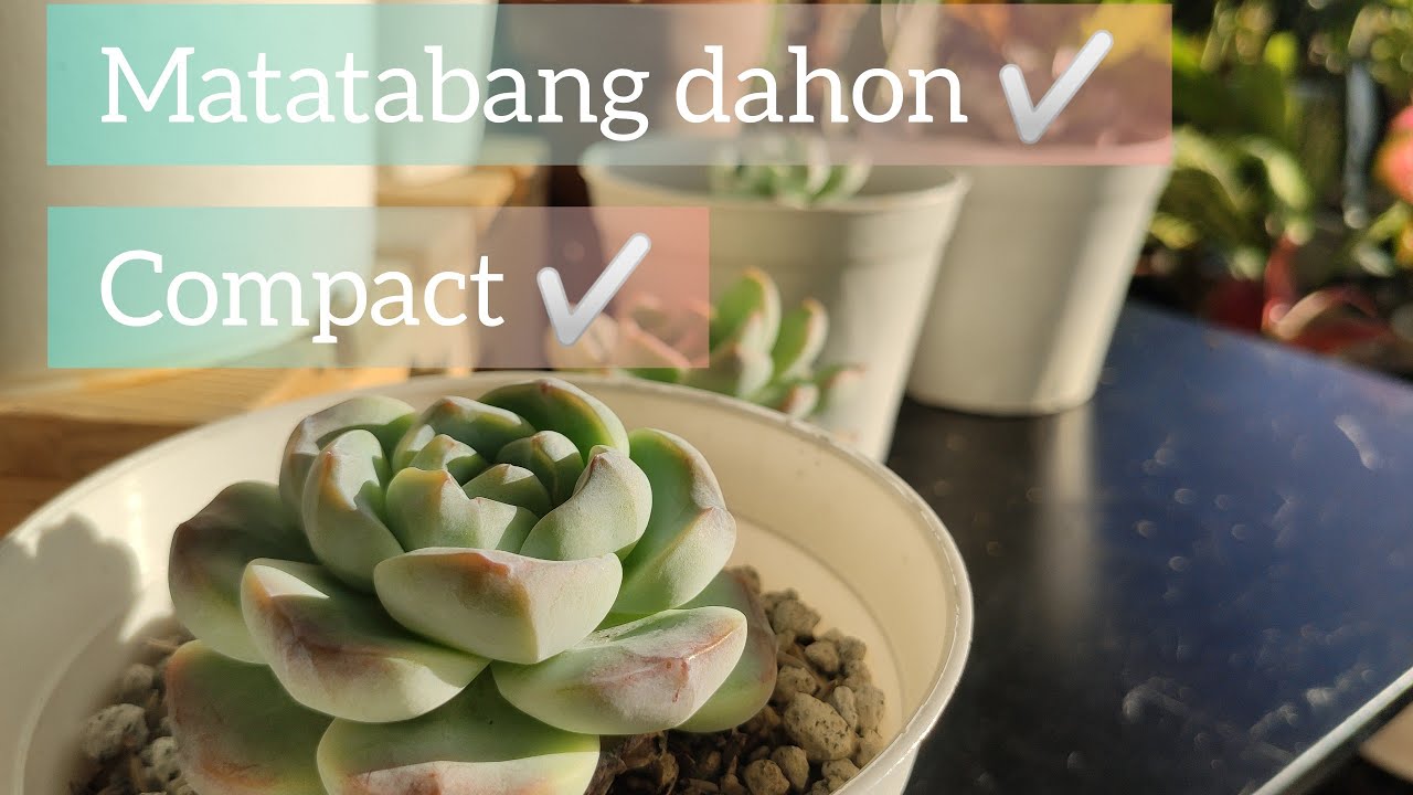 Paano Patabain Ang Iyong Succulents ?