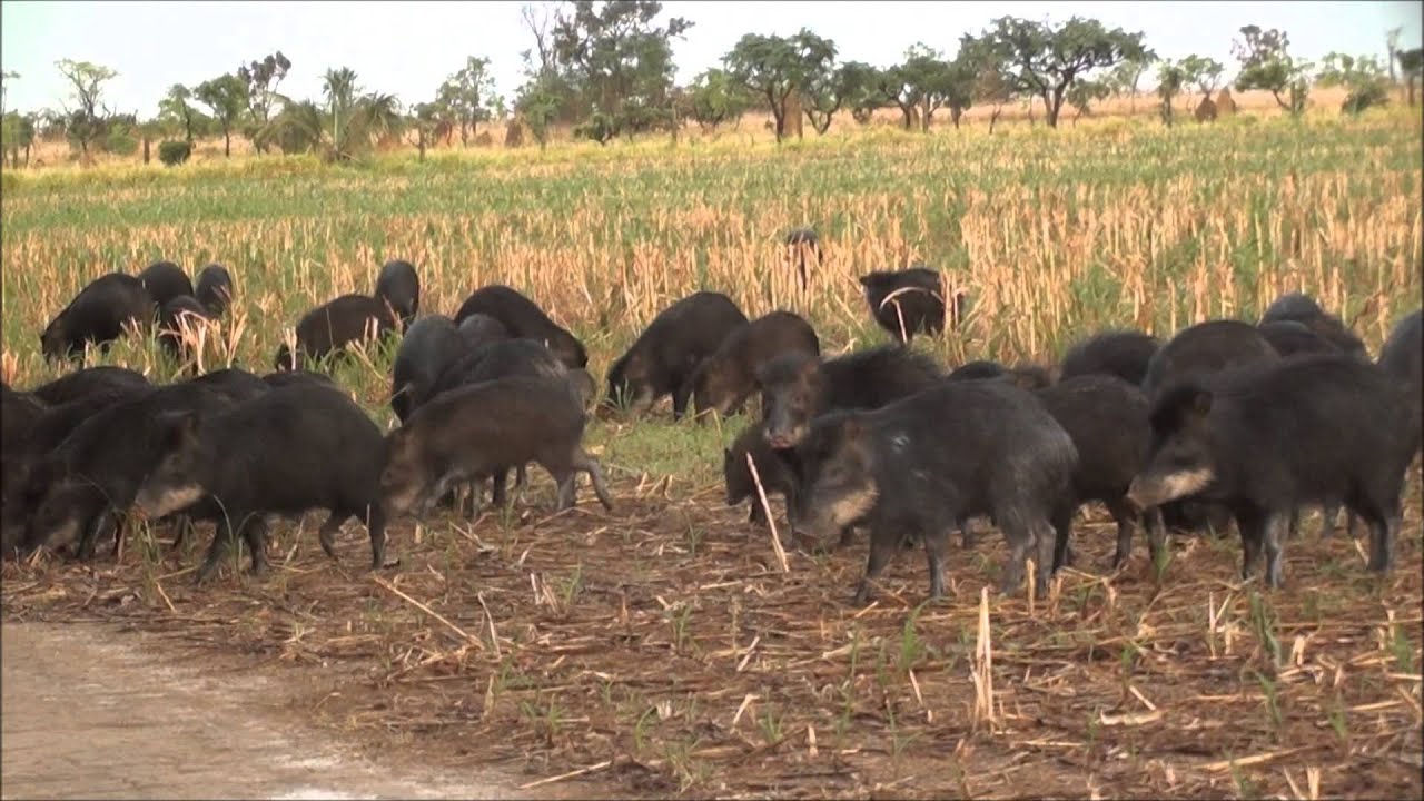 Mammals of Central Brazil, September 18th to 27th, 2015