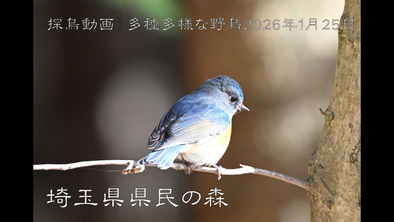 《探鳥動画》多種多様な野鳥たち2026年1月25日　埼玉県県民の森