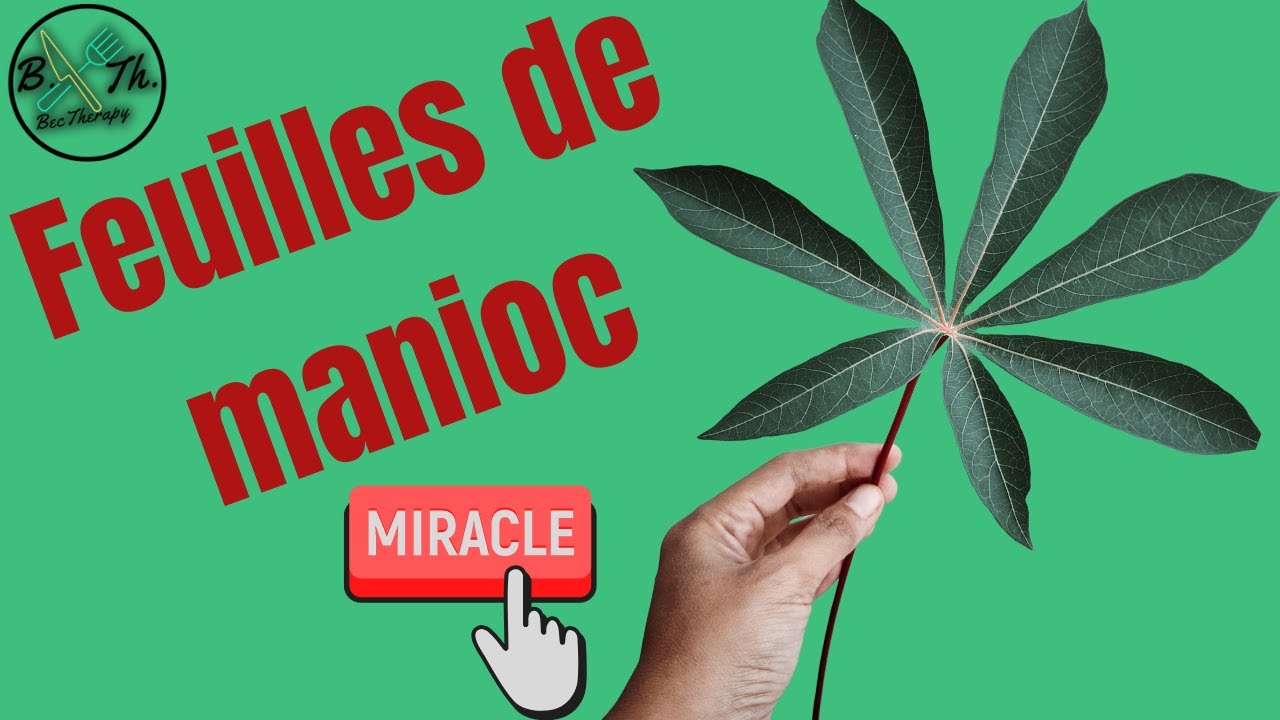 FEUILLES DE MANIOC : Bienfaits, vertus, recette et contre-indications | BecTherapy