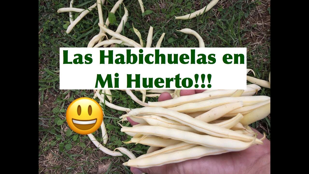 Cómo Sembrar Habichuelas y Granos en mi Huerto