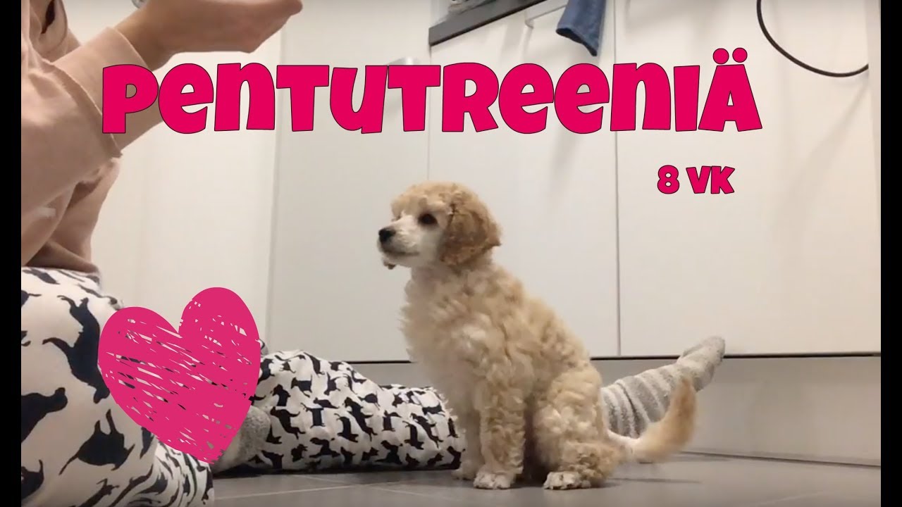 Pentutreeniä - Ruu 8vk