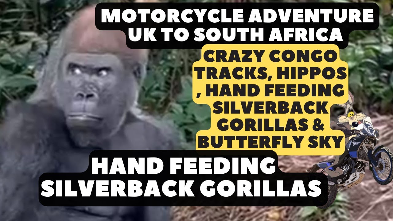 Heart-Pounding UK to South Africa Motorcycle Adventure, Silverback Gorilla Encounter in The Congo!