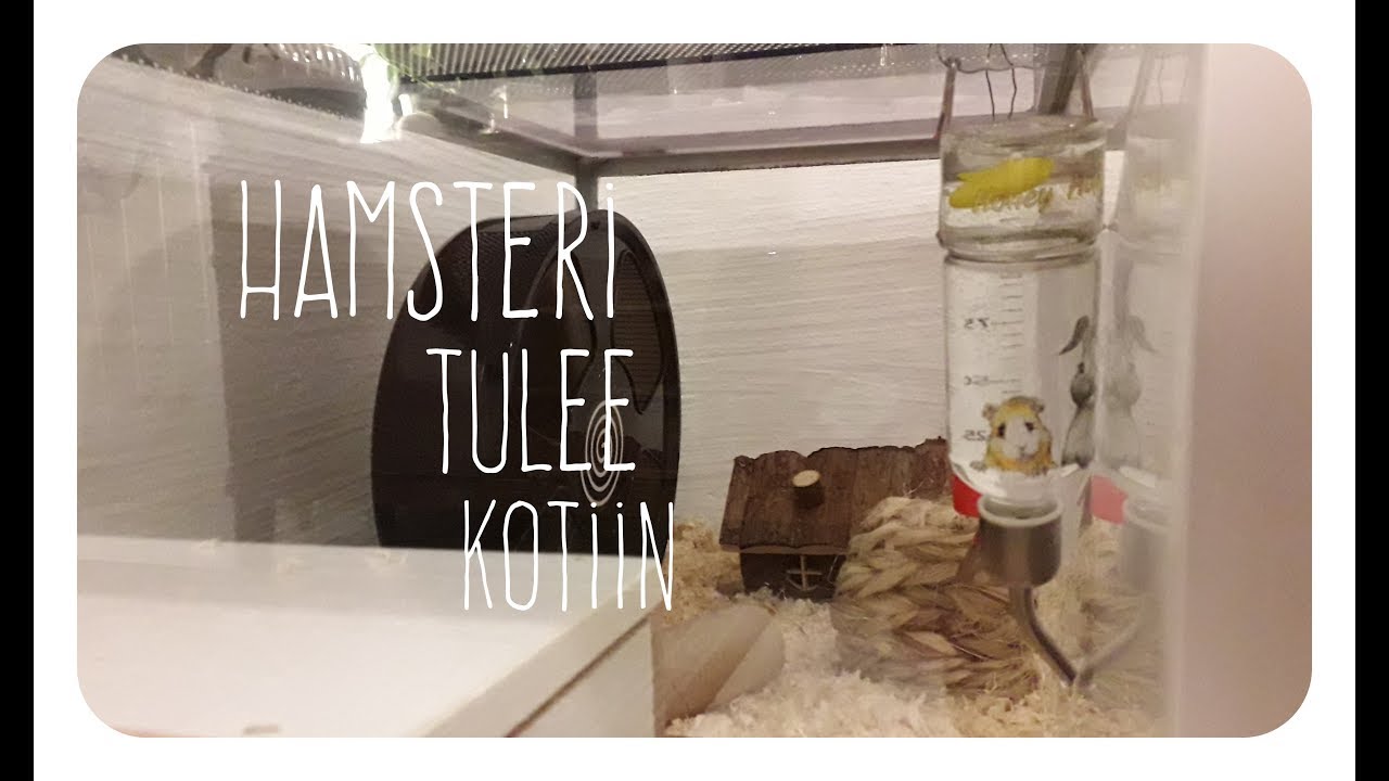 HAMSTERI TULEE KOTIIN