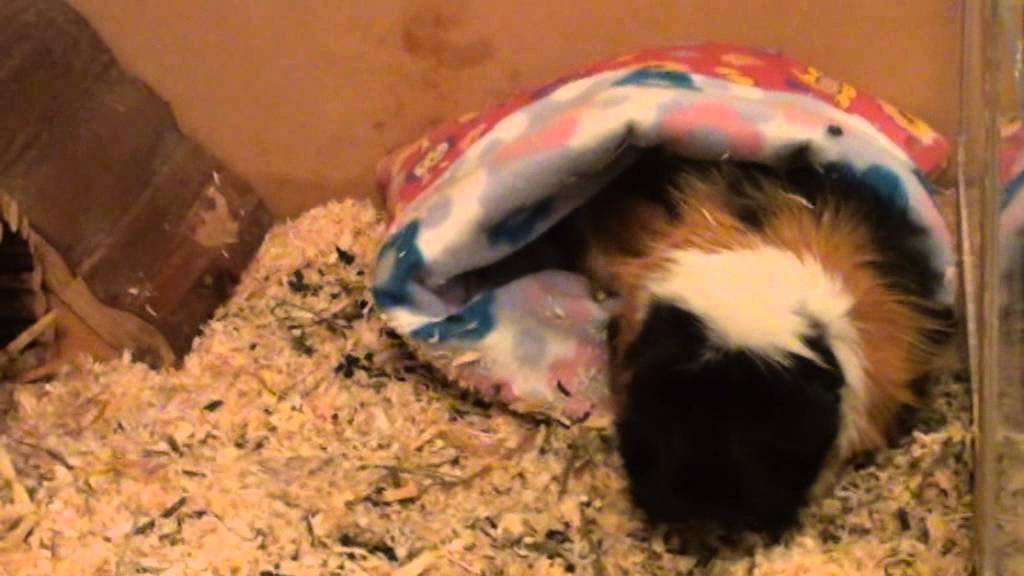 Meerschweinchen im Kuschelsack