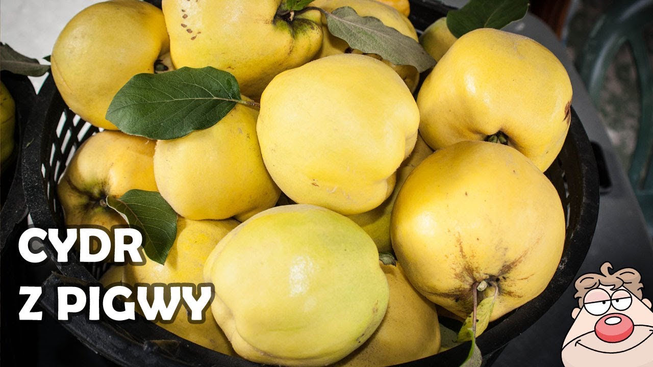 Robimy cydr pigwowy - Jak odróżnić PIGWĘ od PIGWOWCA Japońskiego? PORADNIK I PRZEPIS