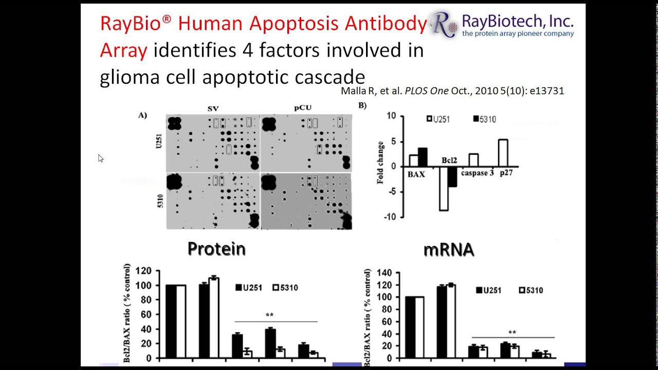 Antibody Arrays Used in Research