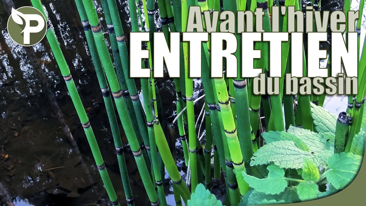 ENTRETENIR un bassin exterieur AVANT L'HIVER