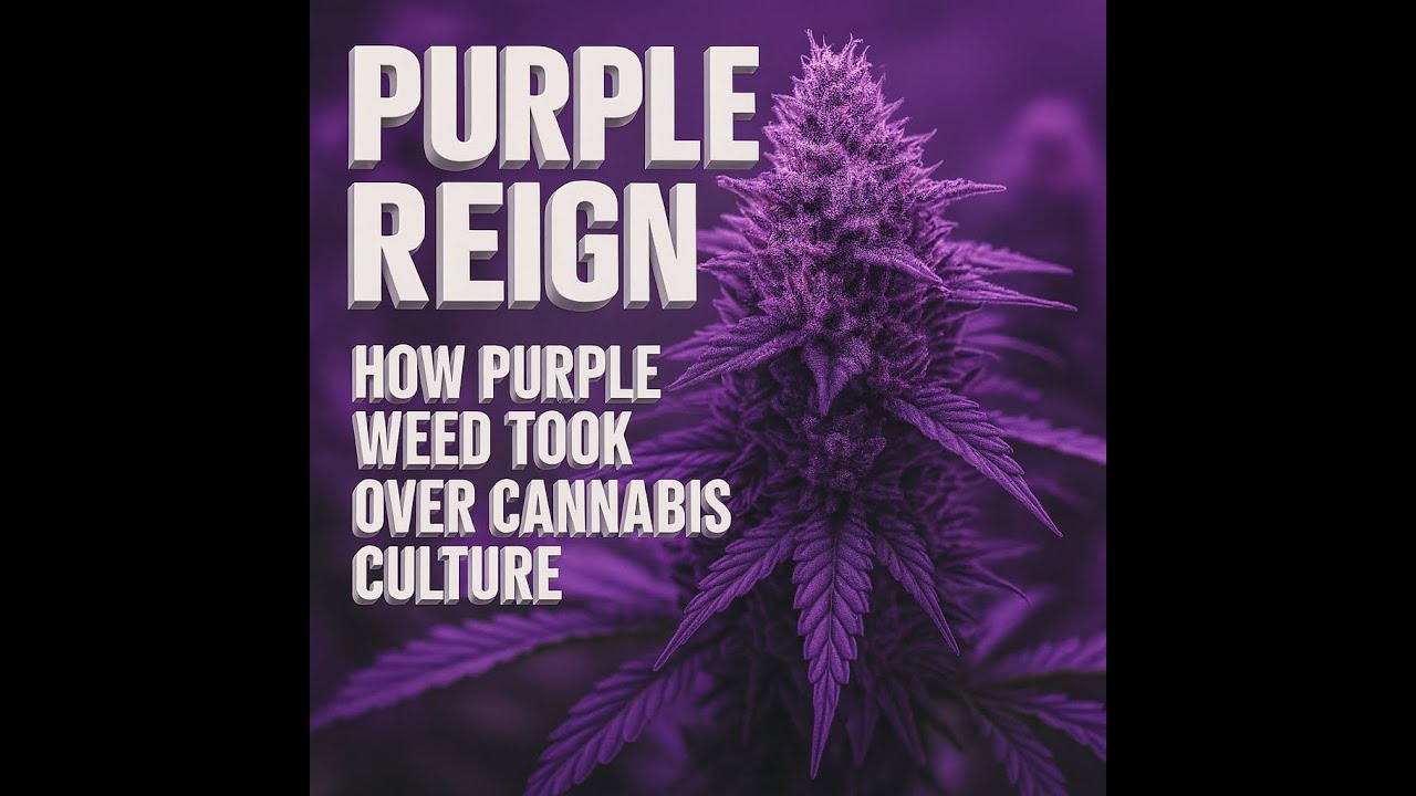 The Story Behind Purple Weed & Its Influence on Cannabis Culture  🍇