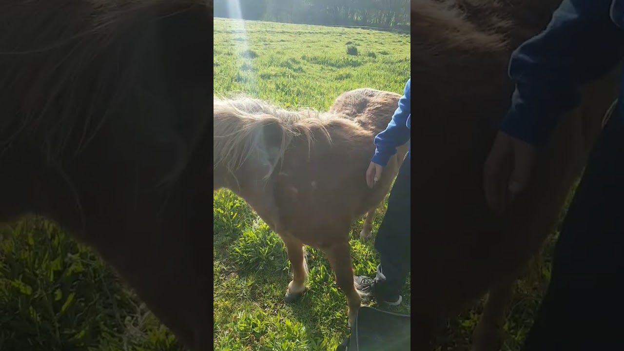 nouvelle ponette