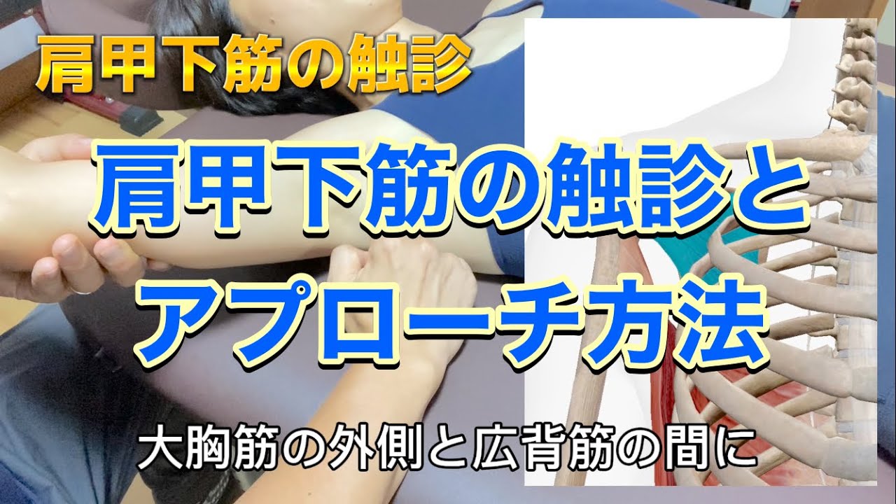 肩甲下筋の触診とアプローチ方法