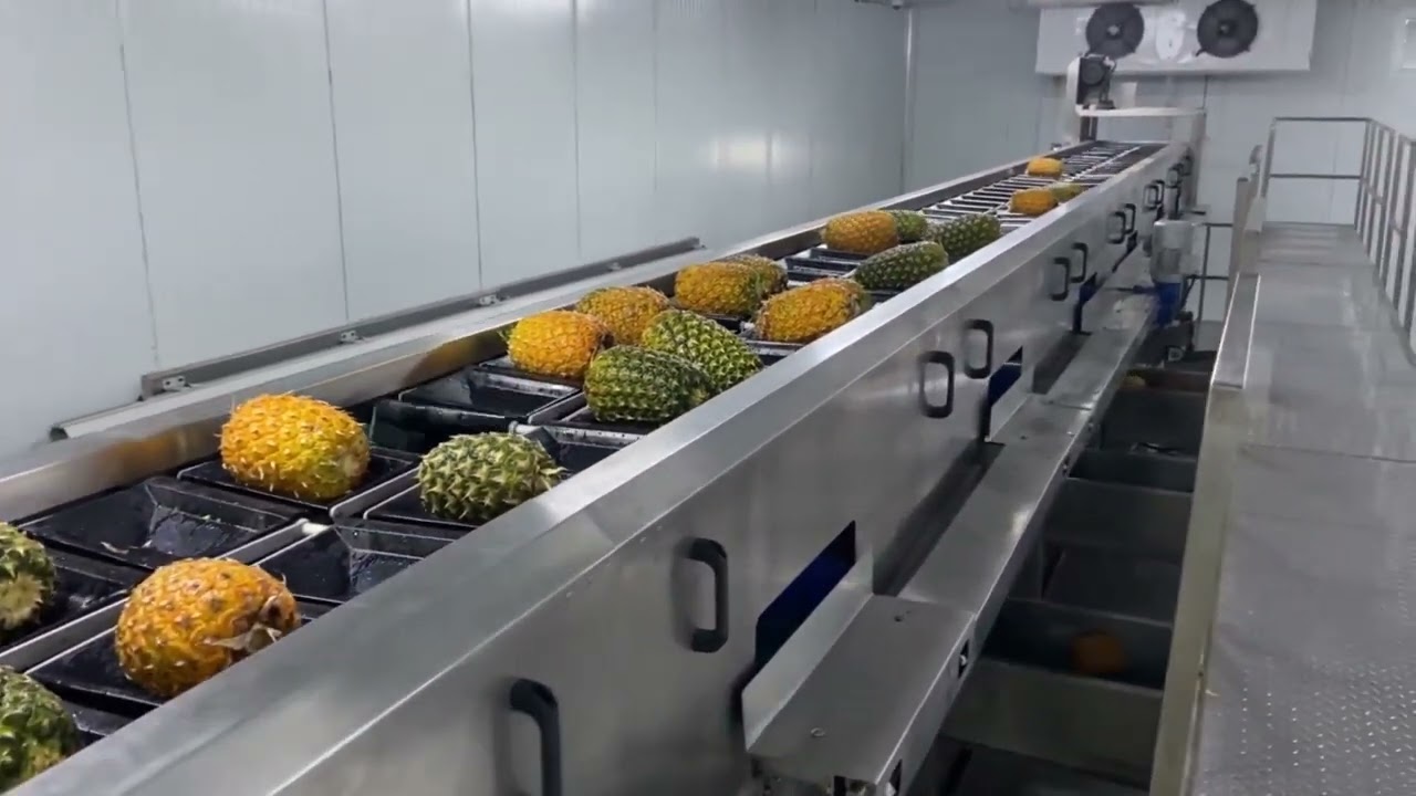 ESHET EILON - Pineapple peeling line - Diameter sorting for best results