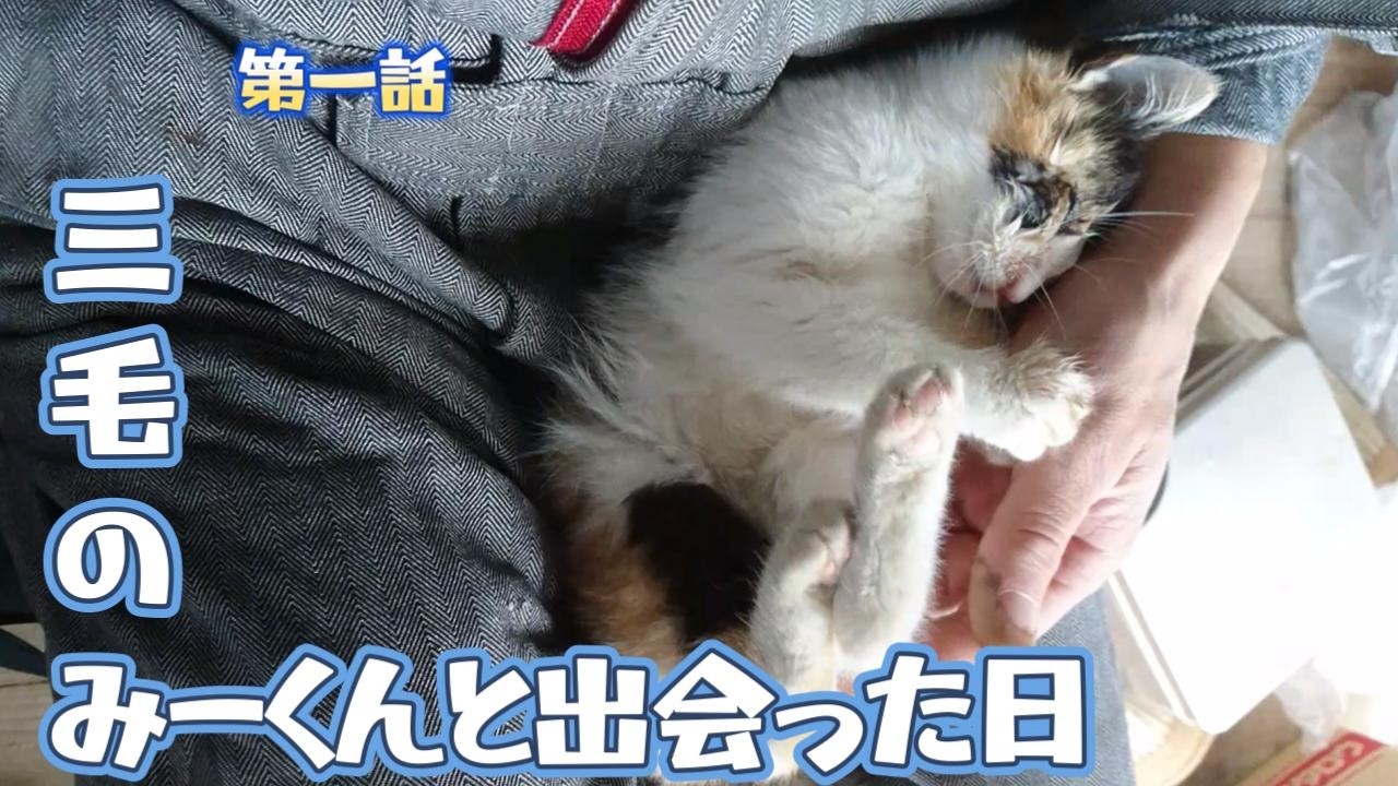 ボロボロの子猫保護　みーくんがやってきた　三毛猫みーくんの日常