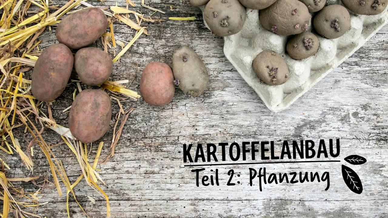 KARTOFFELANBAU - Teil 2: Pflanzung- Hof Jeebel - Biogartenversand.de