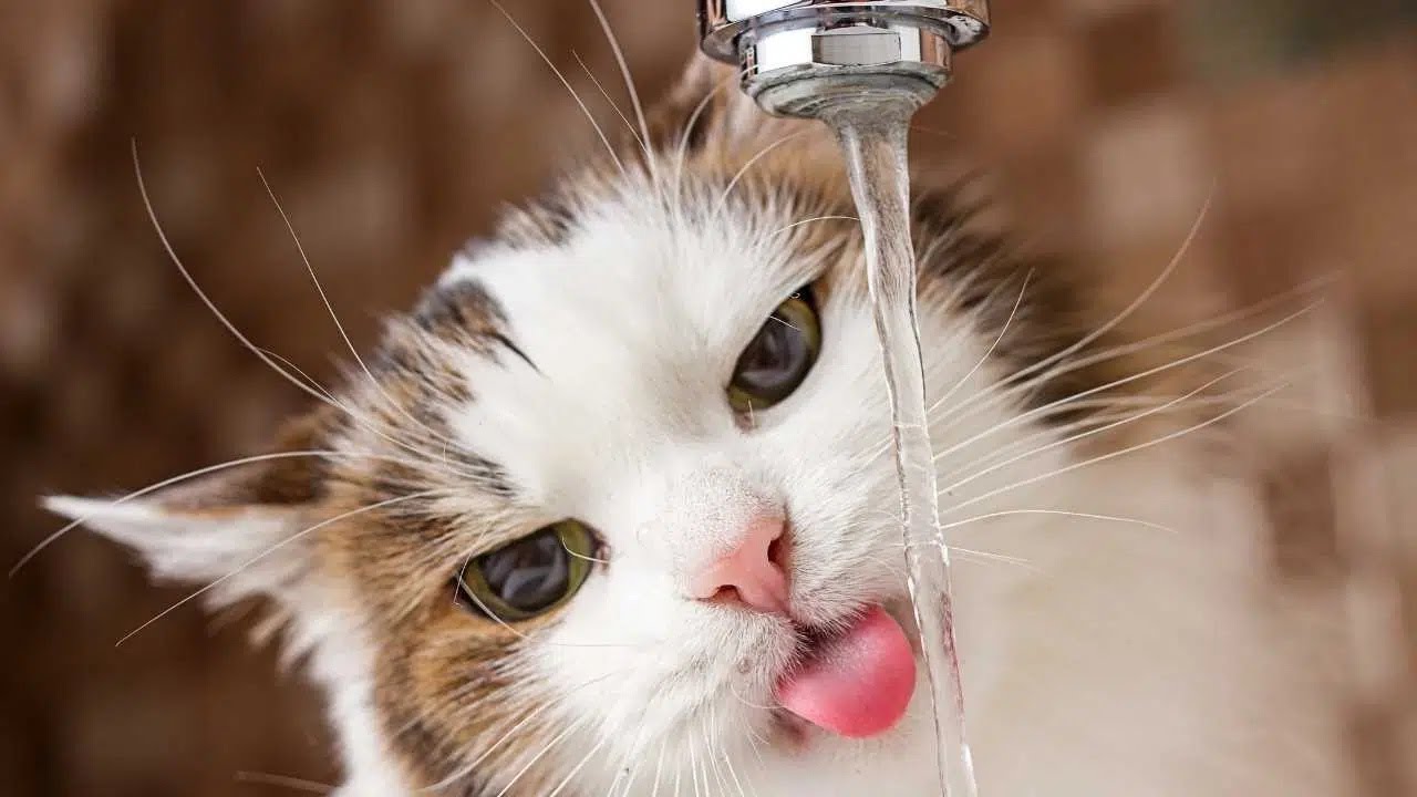 ❌ DO NOT WATCH if You Can't Stop Laughing! FUNNY CATS Inside!  VIRAL FUNNY CATS