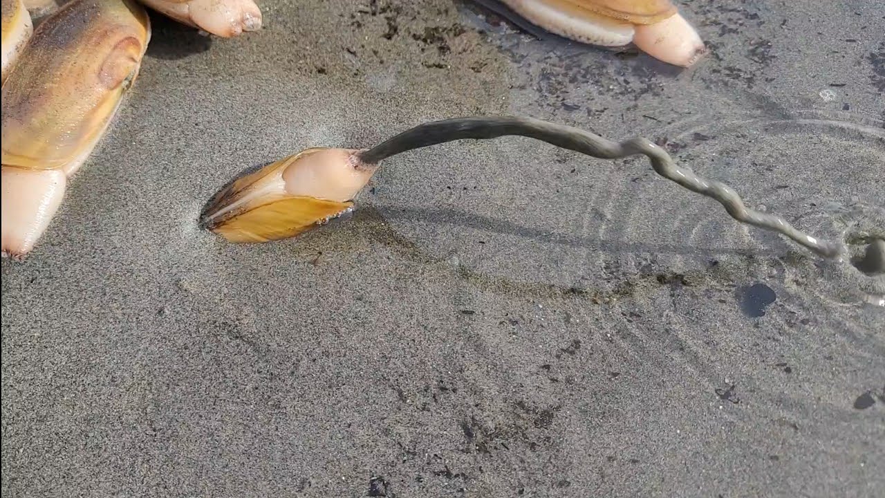 How Razor Clams Dig Into The Sand