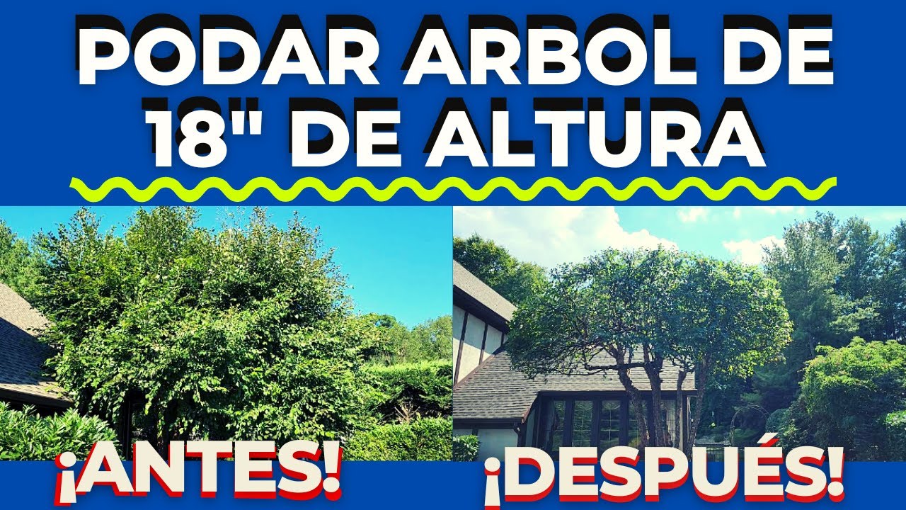 C&oacute;mo Podar un Arbol de 18&uml; pies de altura, herramientas ha utilizar y costo.