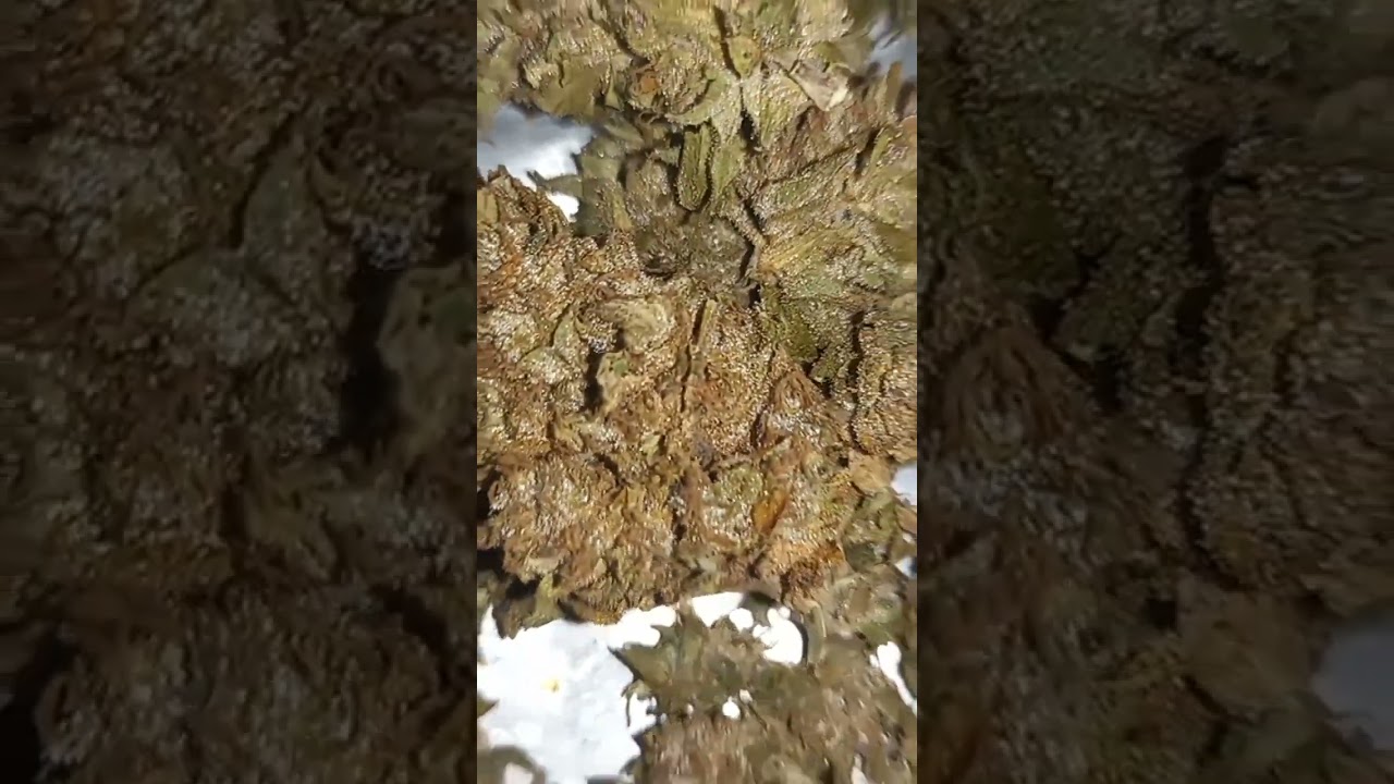 Jamaica Kush grow outdoor update after dry trim one love🇯🇲💪💪💯🌱😍🤔