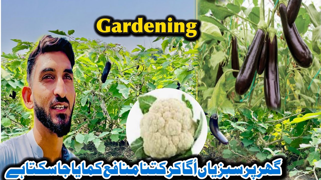 How much profit can Be made by growing vegetables At Home 😳 Family vlog 