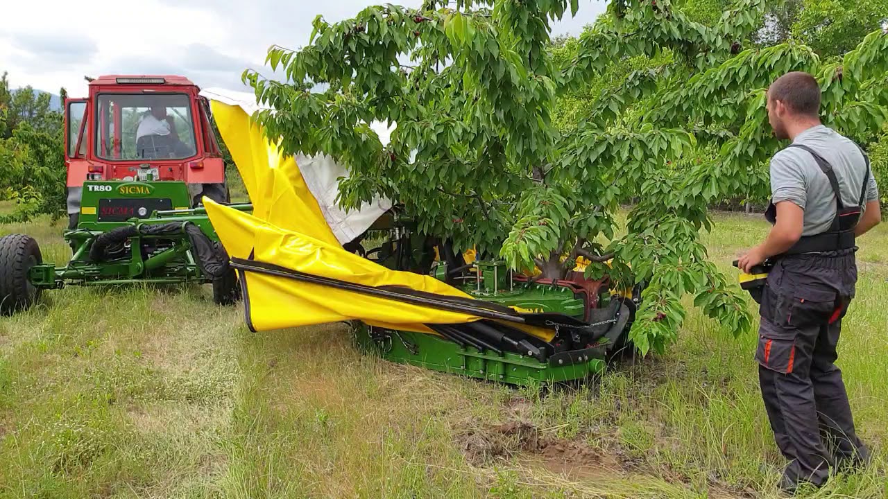 Cherry harvest by Sicma TR80....