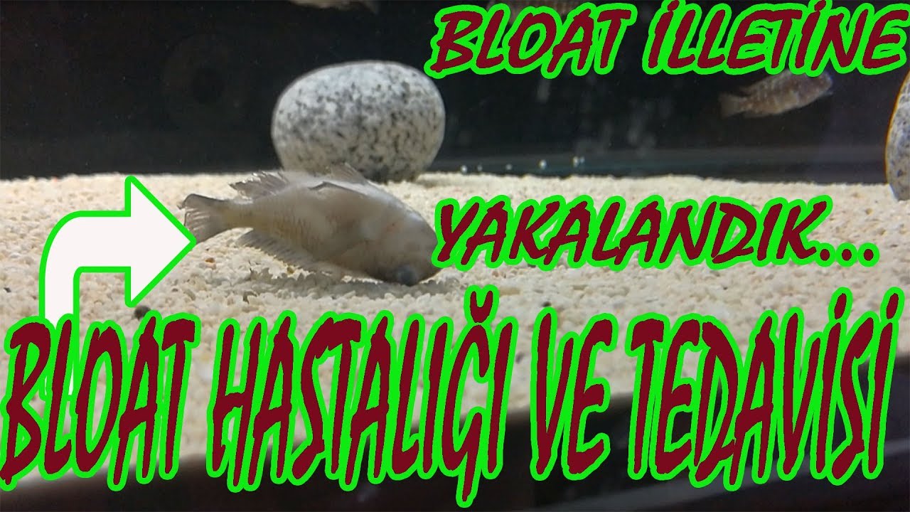 TROPHEUS BLOAT HASTALIĞI VE TEDAVİ Y&Ouml;NTEMİ,trophues akvaryumu,akvaryum balıkları,