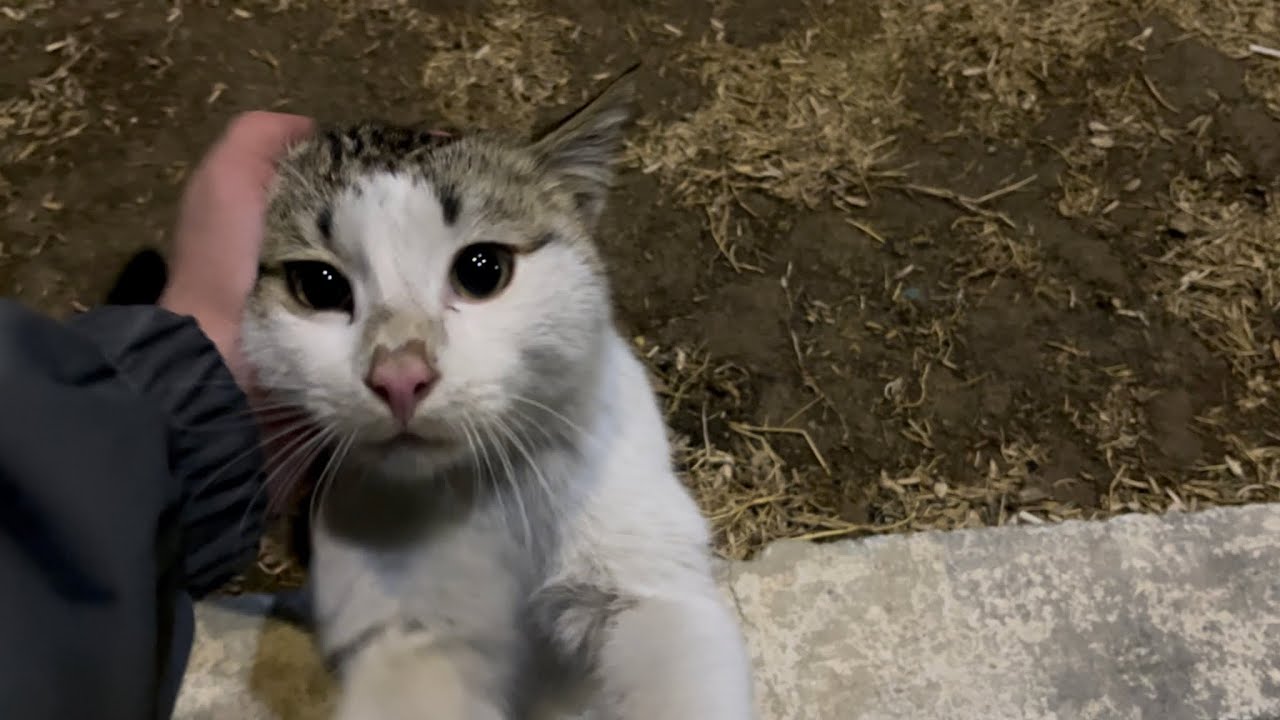 The Kindest Stray Cat