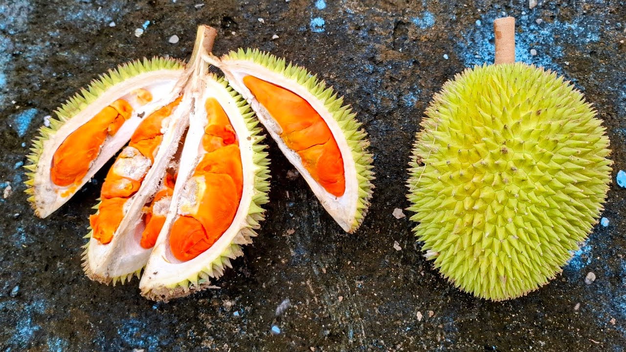 Finding big Tree with the most colorful Hybrid Durians (Durio kutejensis x zibethinus)