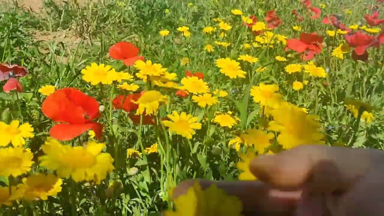 مشينة لطبيعة مشاء الله تبارك الرحمن🌹🌸🌳☀️