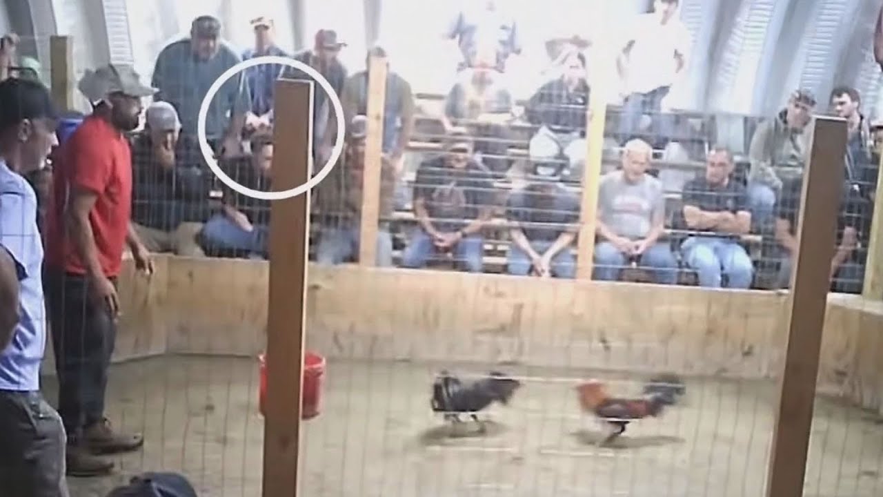 Cockfighting debate heats up in St. Landry Parish; economic impact discussed