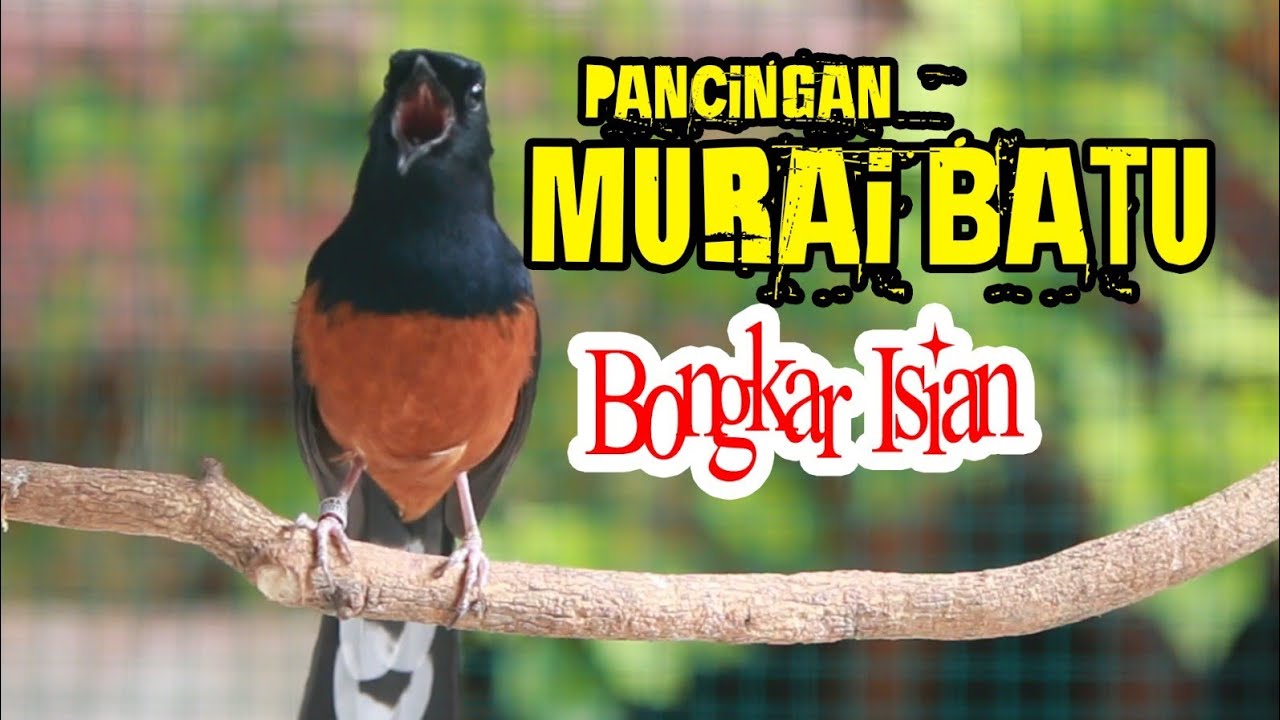 PANCINGAN PAGI MURAI BATU BONGKAR ISIAN, EFEKTIP BUAT MURAI BATU MALAS JADI GACOR