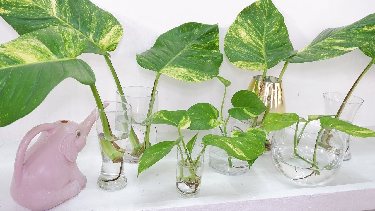How to Arrange Giant Golden Pothos Stem Cuttings in Glass Vase for Corner Decor at Home