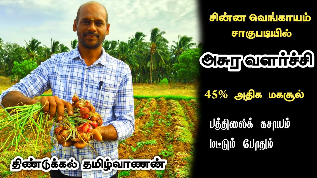 சின்ன வெங்காயத்தில்!! கூடுதலாக  45% அசுர மகசூல்  திண்டுக்கல் விவசாயி தமிழ்வாணன் 