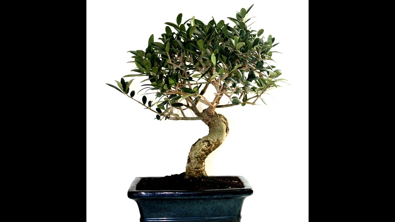 Bonsai Zen SC Poda Drástica e Propagação de Oliveira