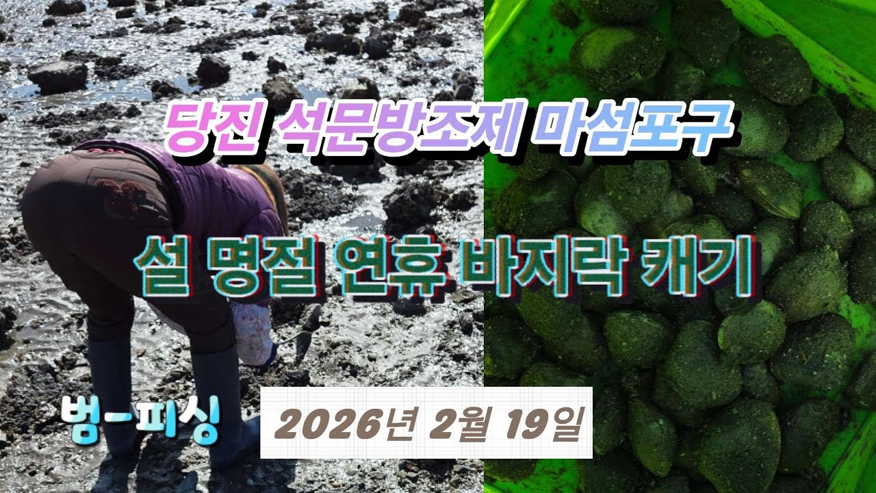 당진 석문방조제 마섬포구 해루질 설 연휴 바지락 캐기~