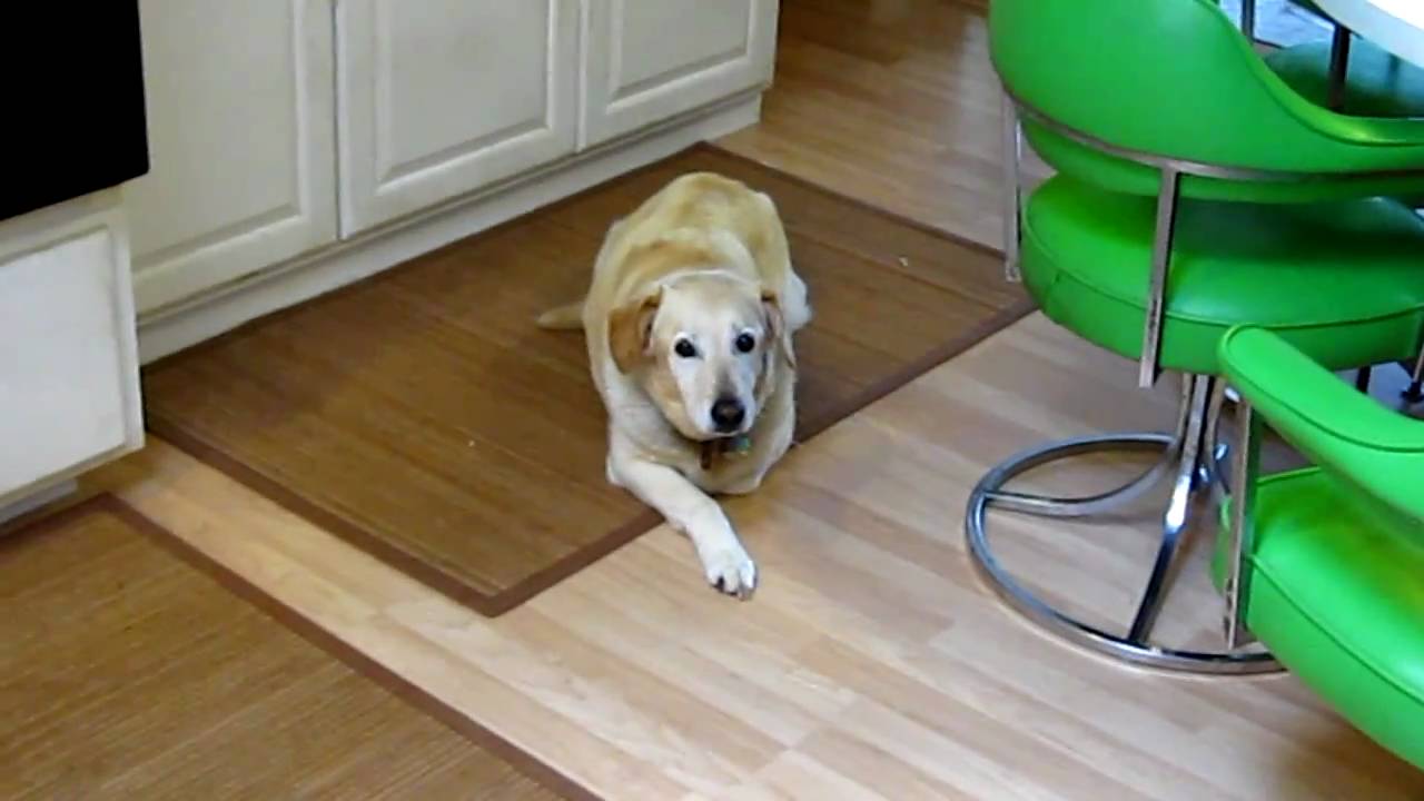 Walkin Wheels Dog Wheelchair Yellow Lab handicapped disabled IDD Intervertebral Disk Disease