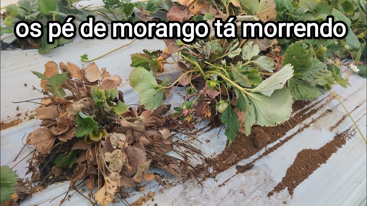 Os pé de morango tá morrendo, deu chocolate na lavoura 