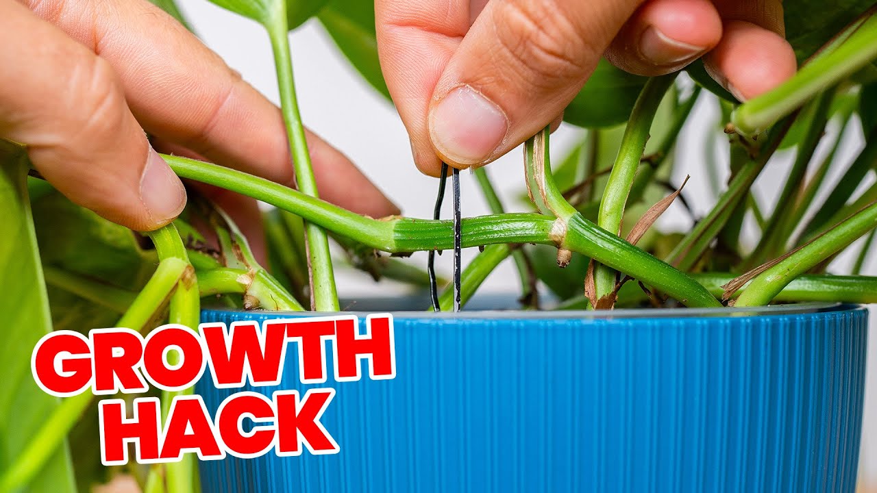 Жаль, что я не знал этого лайфхака с растениями 3 года назад!