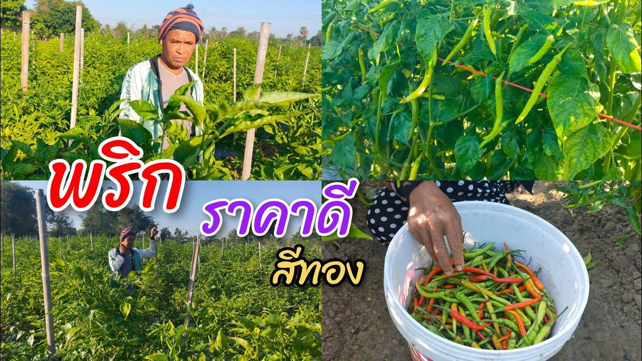 ปลูกพริกพันธุ์สีทอง ปลูกง่ายๆ ลูกดก ราคาดีมาก