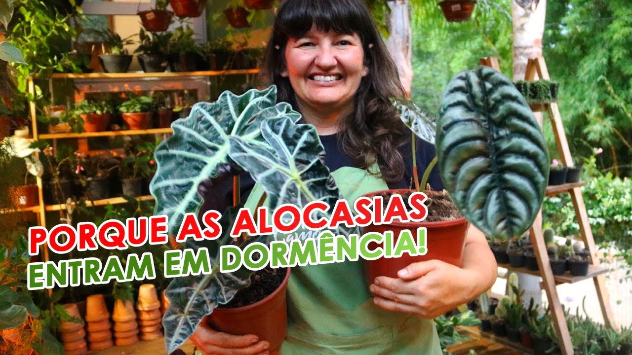 EXPLICANDO PORQUE as ALOCASIAS ENTRAM em DORMÊNCIA