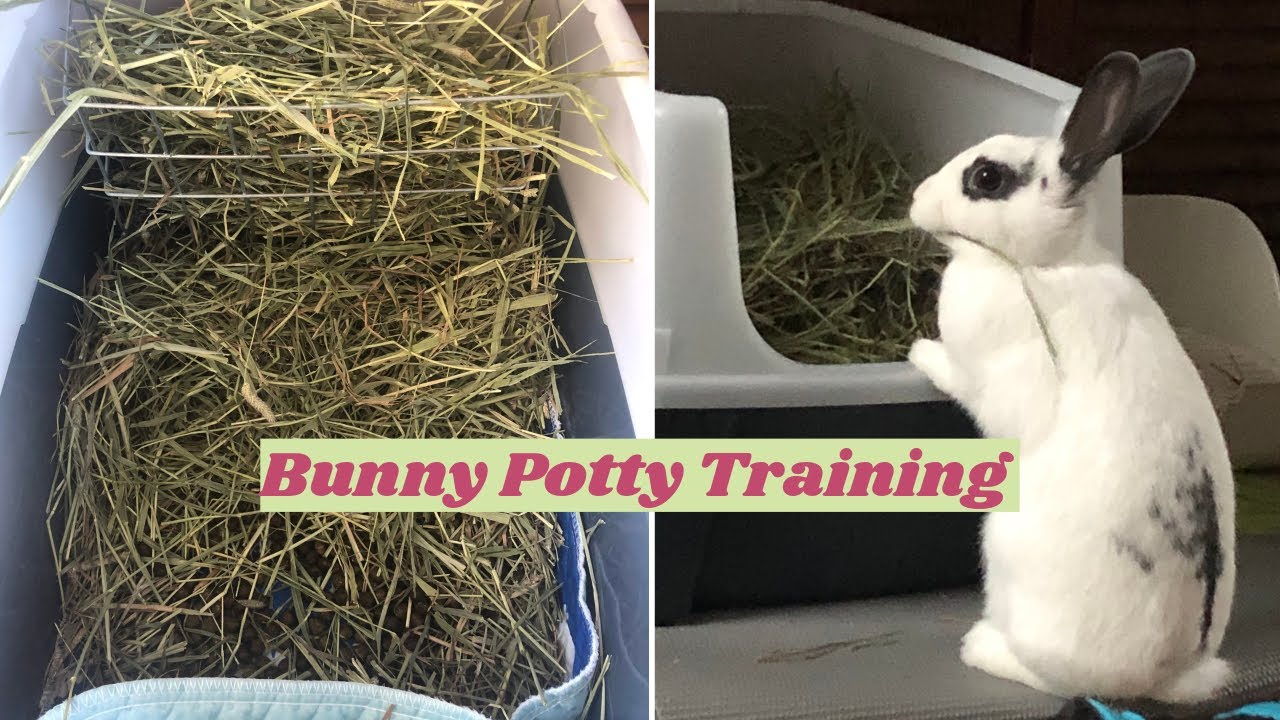Potty Training Your Free Roaming Bunny